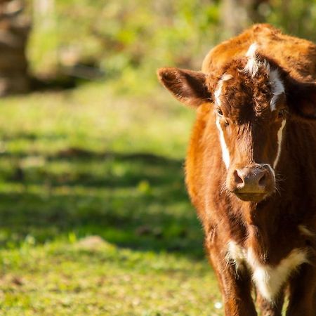 Recanto Da Serra Gaucha Nova Petropolis Gramado Kültér fotó