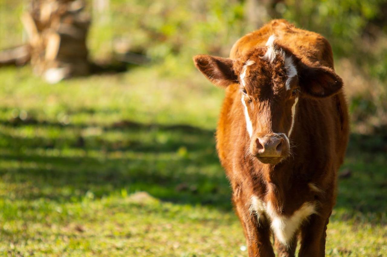 Recanto Da Serra Gaucha Nova Petropolis Gramado Kültér fotó